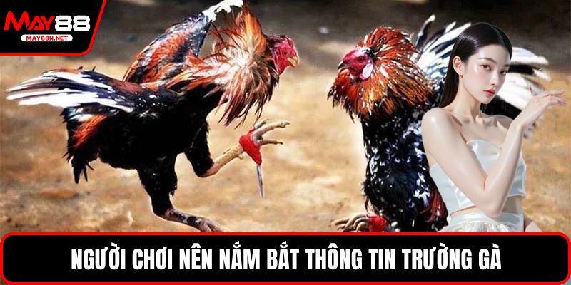 Người chơi nên nắm bắt thông tin trường gà